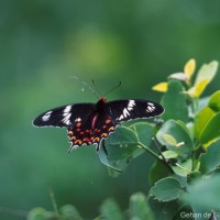 Pachliopta hector Linnaeus, 1758